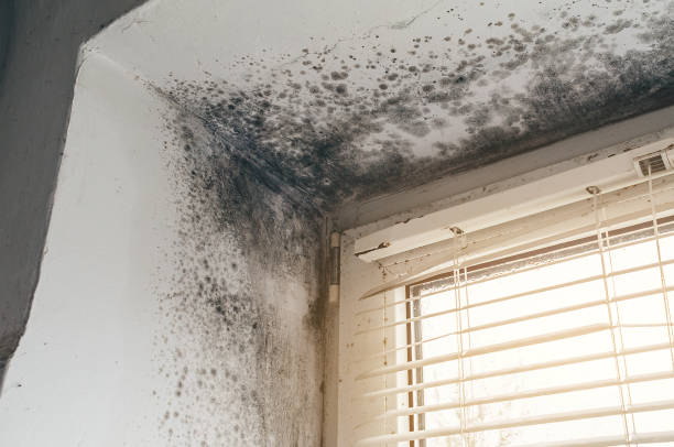 Affordable Mold Remediation solutions in Graham, TX